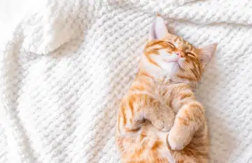 getigerte Katze liegt auf Decke