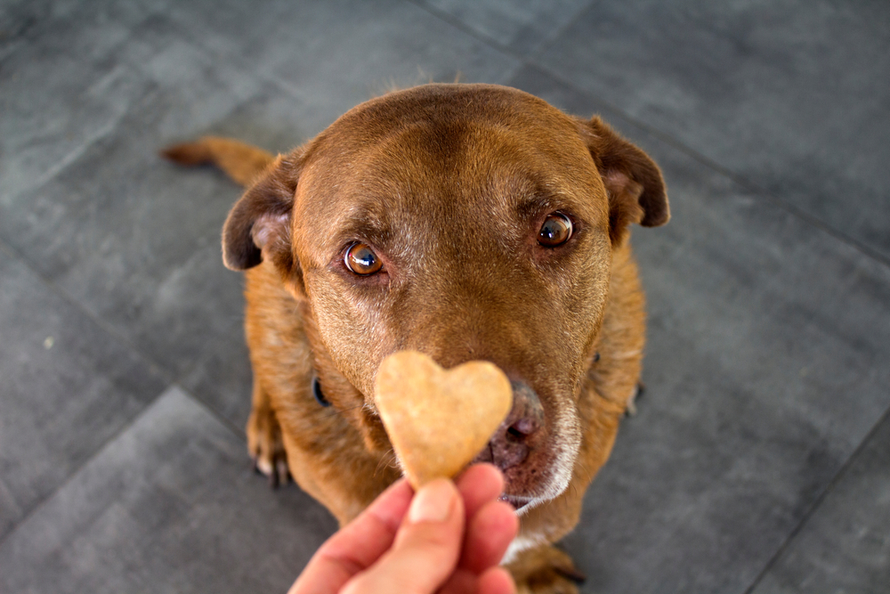 ​ Versicherung für Hunde© Shutterstock ​