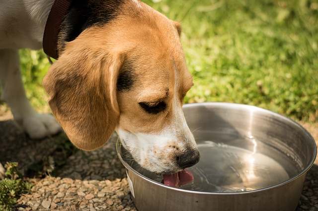beagle trinkt wasser aus napf
