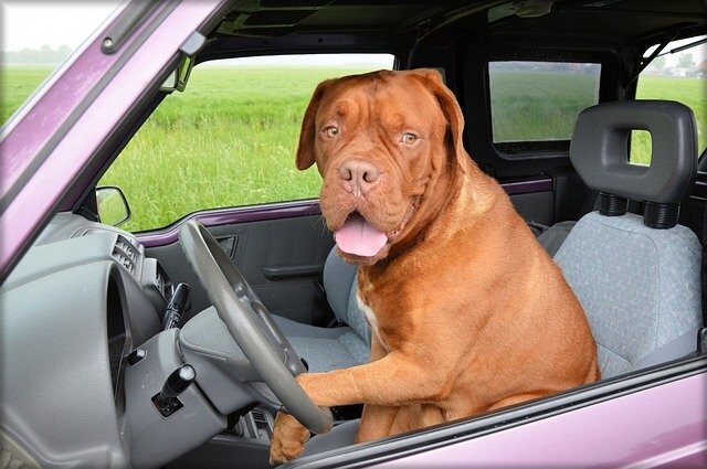 Den Hund im Auto transportieren: So funktioniert es gut!