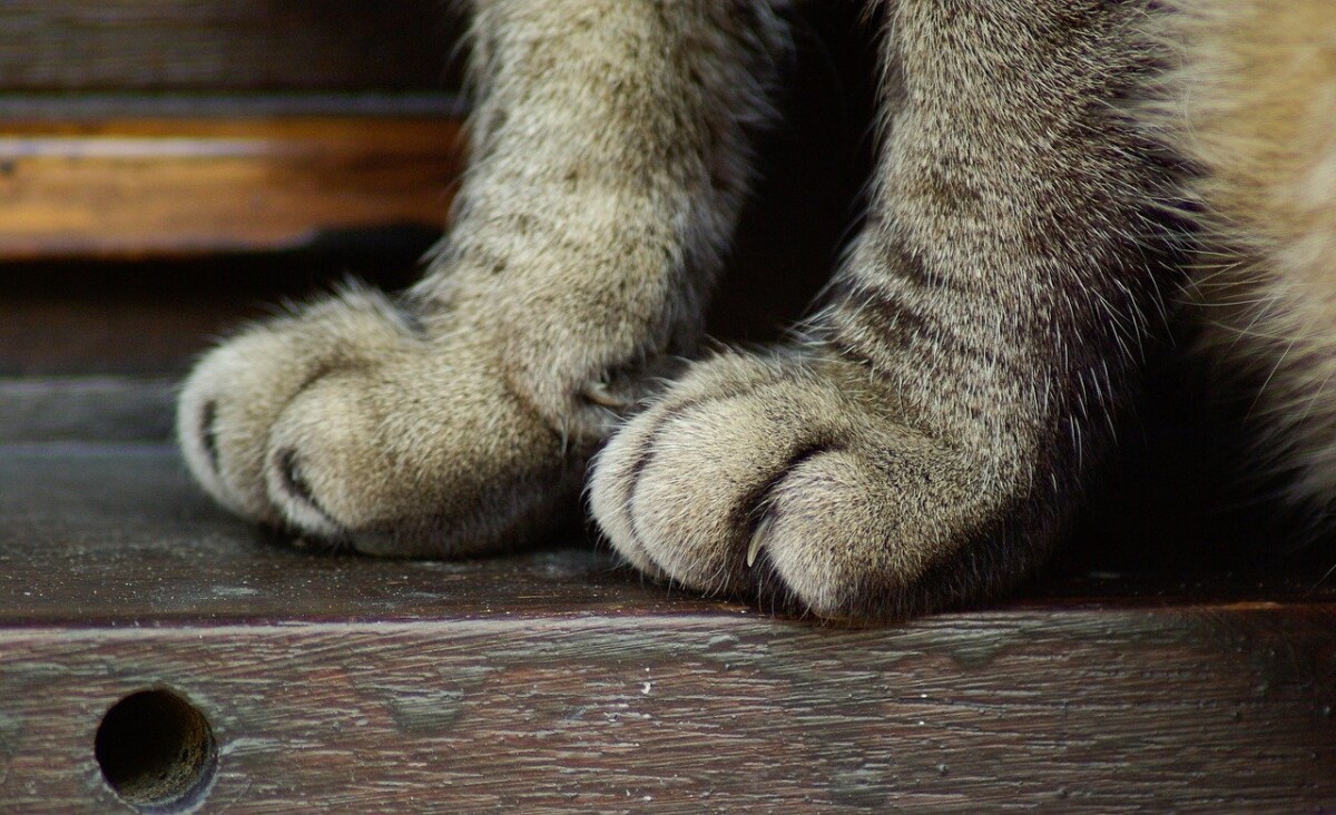 Katze Zieht Bein Hinterher
