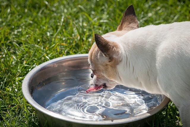 Katze Erbricht Trinkt Viel Wasser