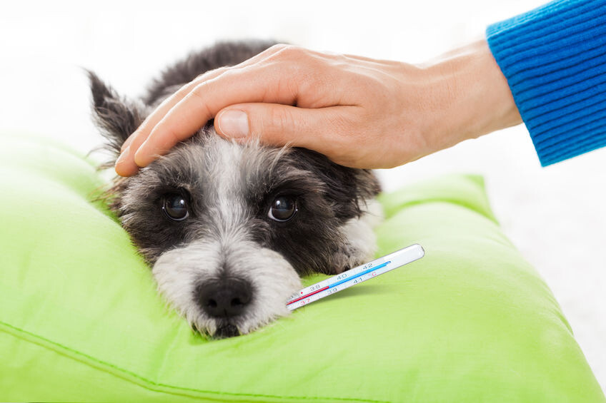 Fieber Hund - & Behandlung | SantéVet