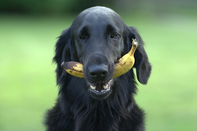 schwarzer hund mit banane im maul