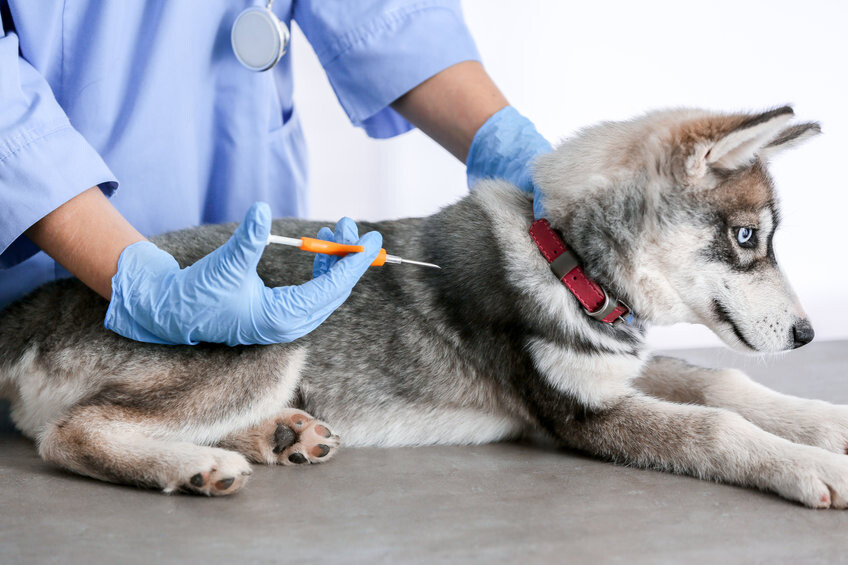 Typisk Etablere sarkom Warum Sie Ihren Hund chippen lassen sollten: Gute Gründe | SantéVet