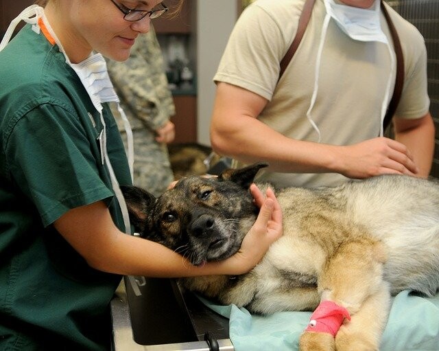 Marine Aktuator Bloodstained Darmverschluss beim Hund: Symptome, Therapie & Prophylaxe | SantéVet
