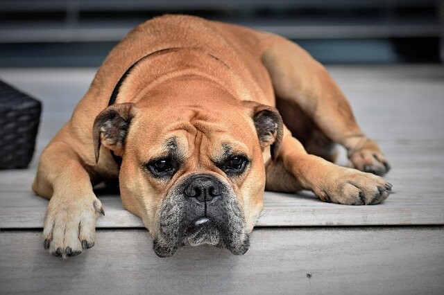 Feasibility tsunamien Resten Schilddrüsenunterfunktion beim Hund: Symptome & Behandlung | SantéVet
