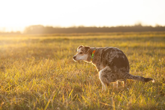 Hund Stuhlgang Sonnenuntergang