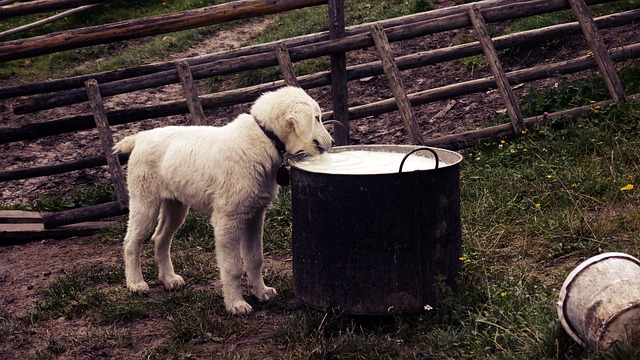 hund trinkt milch aus trog