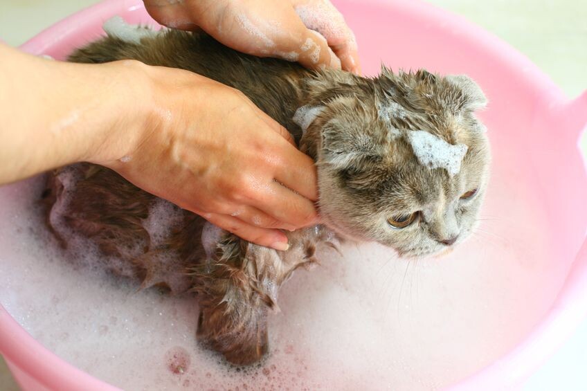 Katze Trinkt Badewasser