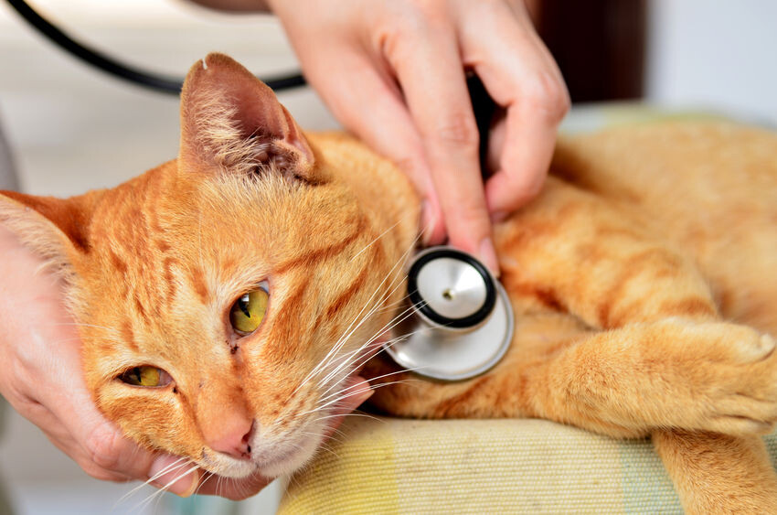 Panleukopenie Katze Impfung