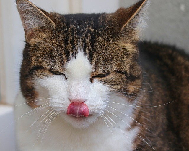 Katze Streckt Zunge Raus Und Sabbert