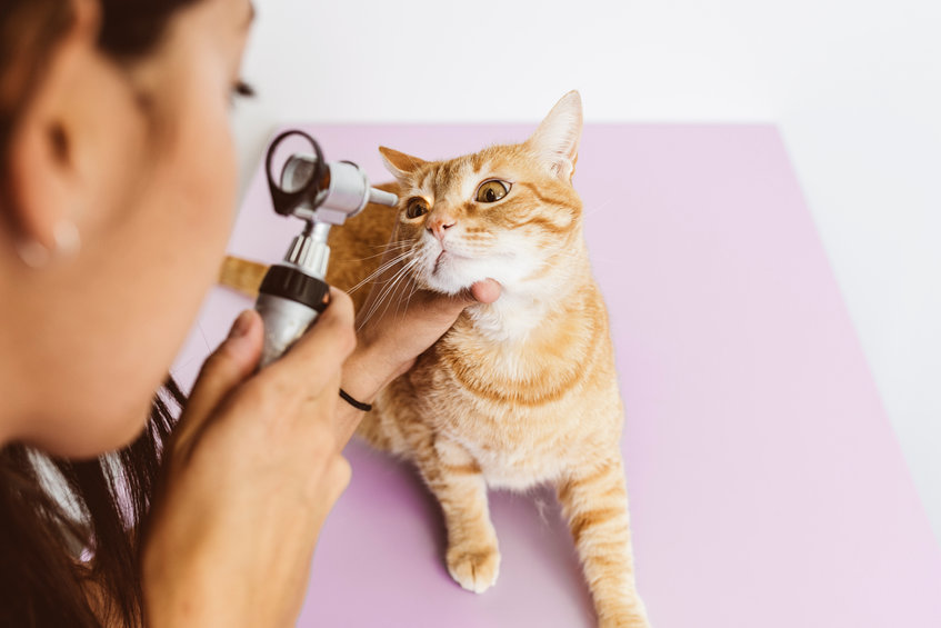 augenuntersuchung katze beim tierarzt