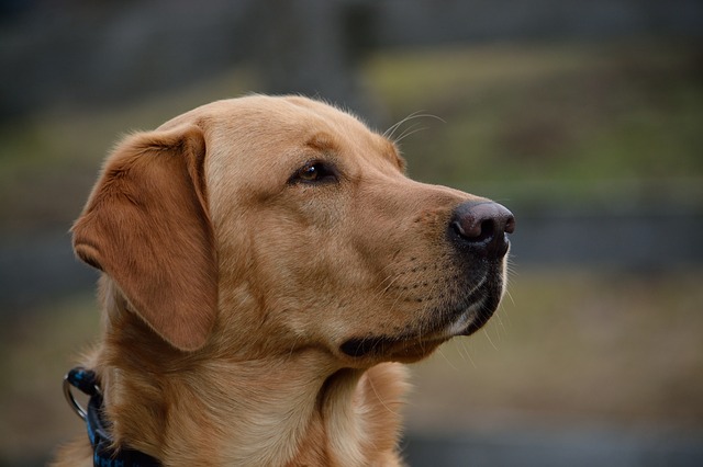 Labrador Retriever im Profil