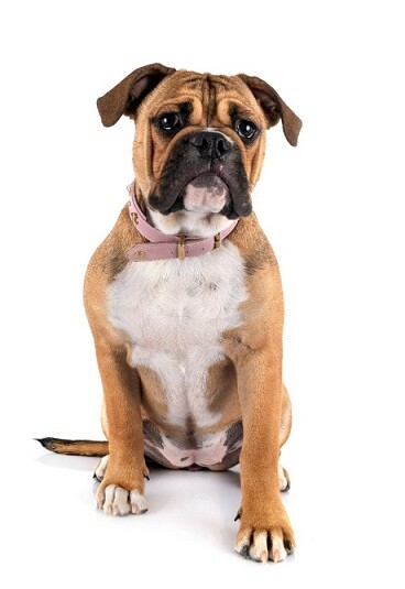 Continental Bulldog: Eigenschaften, Charakter und Pflege