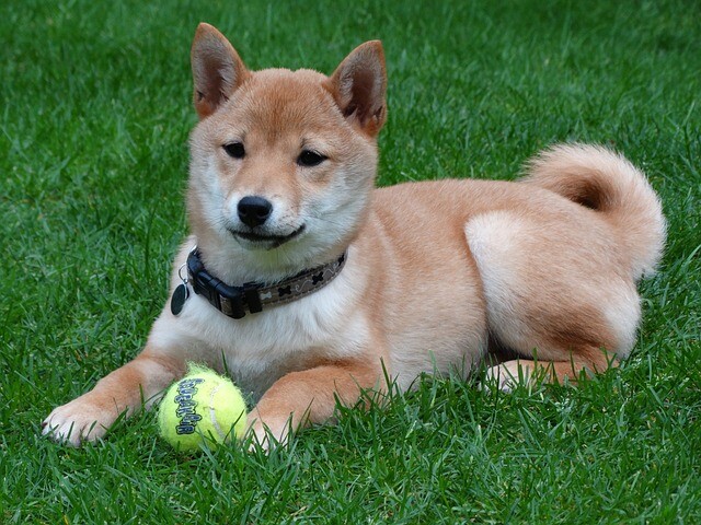 kombination forælder trussel Shiba Inu: beliebtester Hund aus Japan - Charakter im Fokus | SantéVet