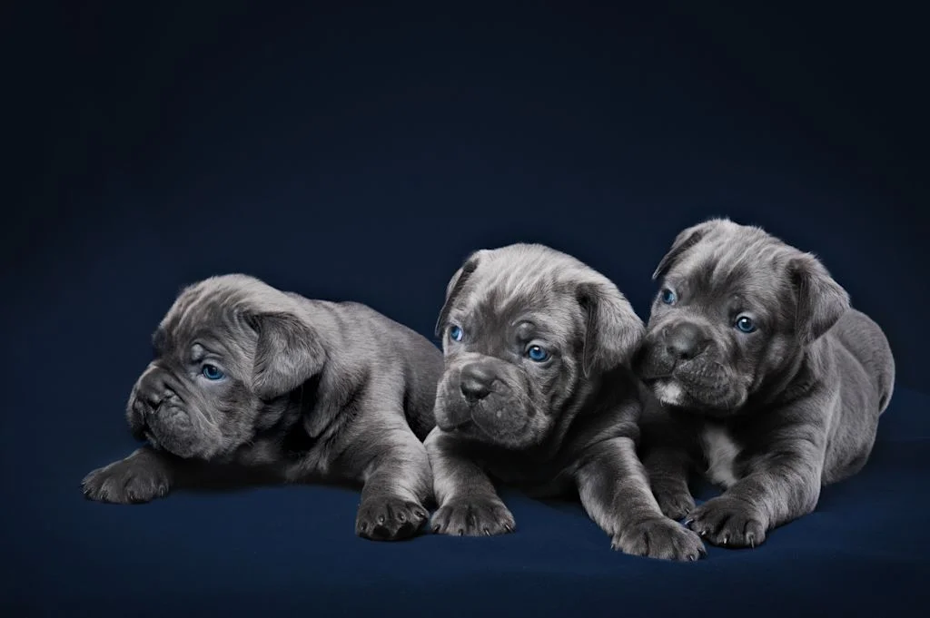 Cane Corso-Welpe