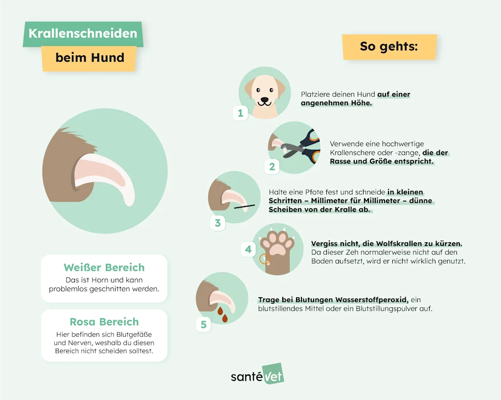 Infografik &ndash; Krallen beim Hund