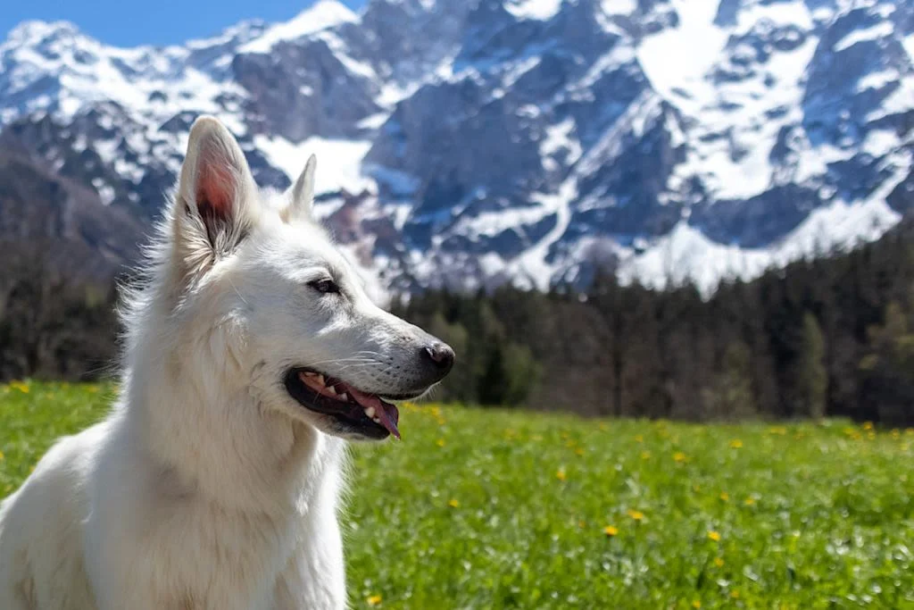 berger blanc suisse devant une montagne 3