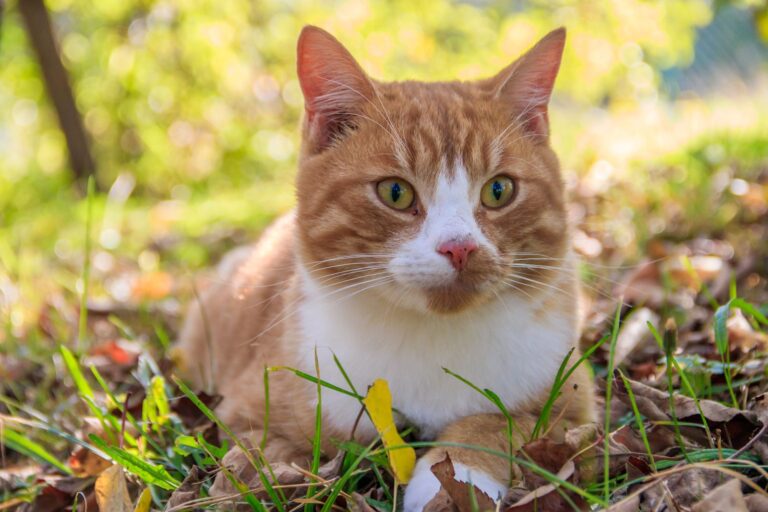 Hauskatze: Charakter, Pflege und Preis im Steckbrief