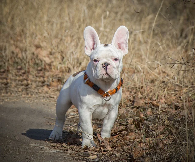 französische bulldogge weiß mit fledermausohren