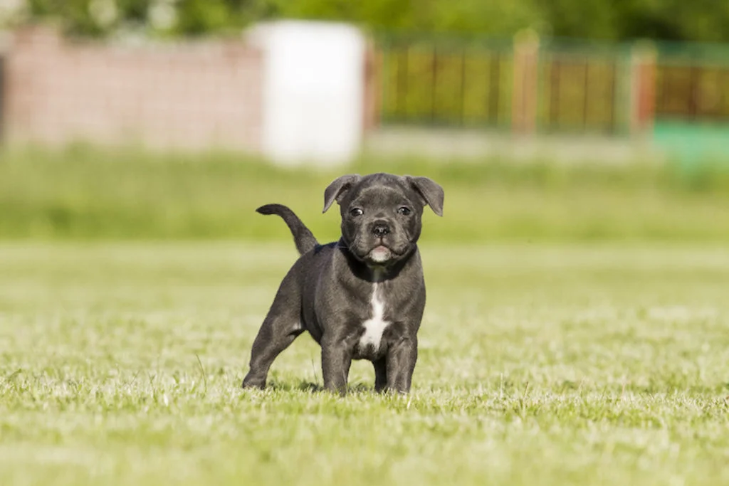 staffie_chiot
