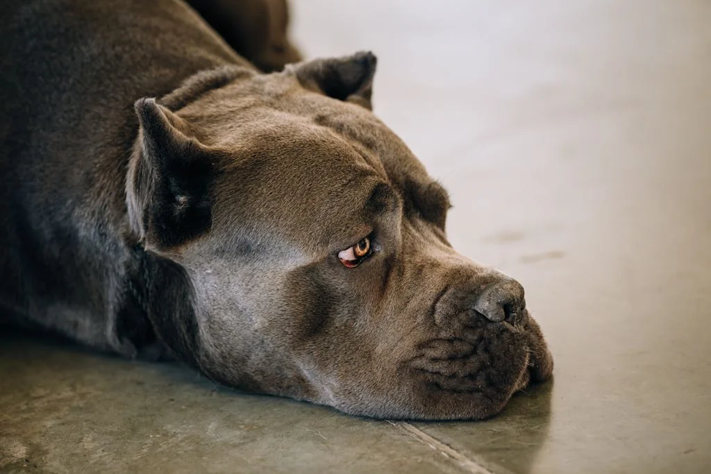 Cane Corso.