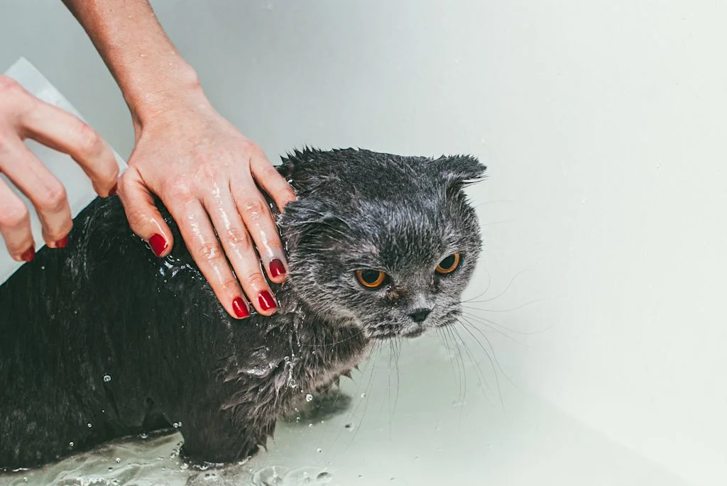 Eine Katze bürsten