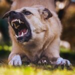 Chien qui mord