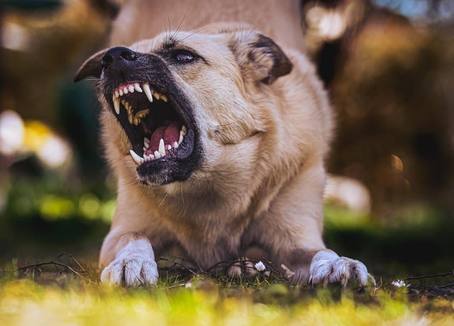 Chien qui mord