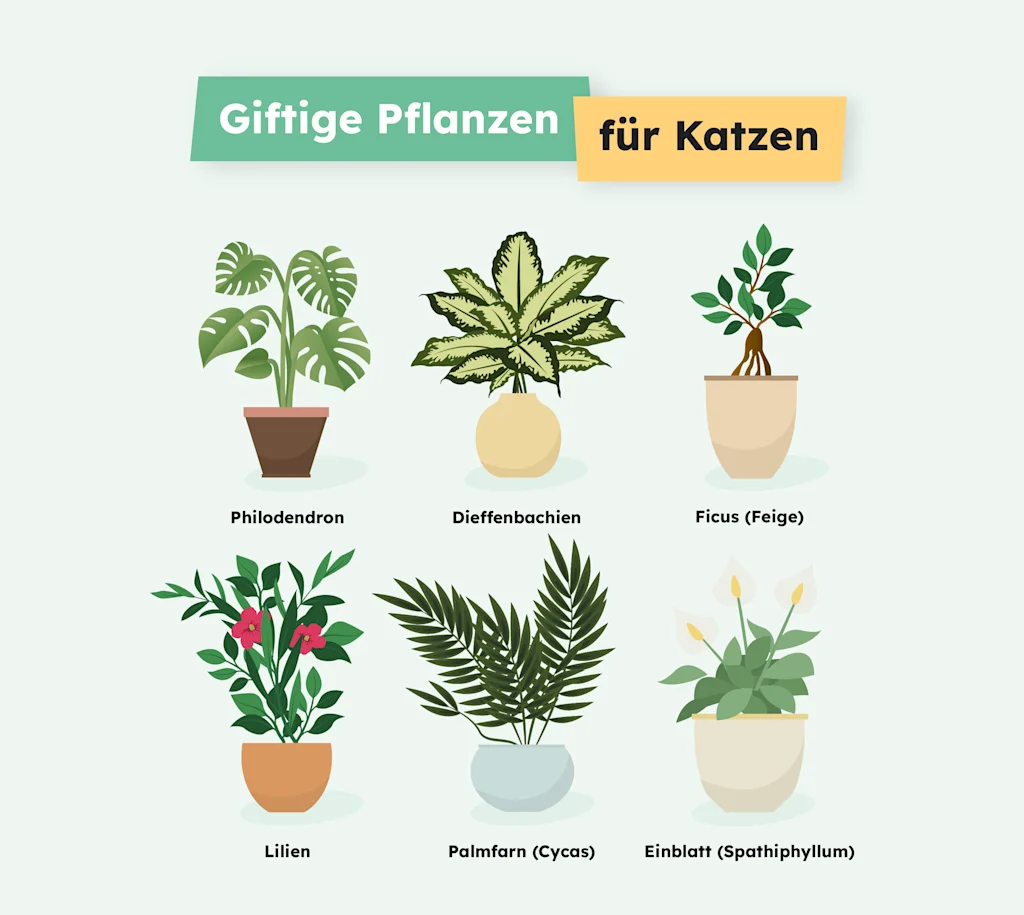 zubehör für zimmerpflanzen Rette mich: Zimmerpflanzen 12er Set kaufen