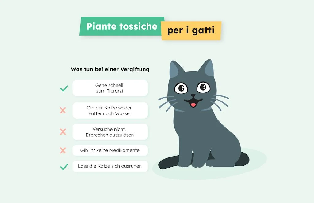 efeutute hängend Gefleckte Efeutute | Scindapus pictus main image 1