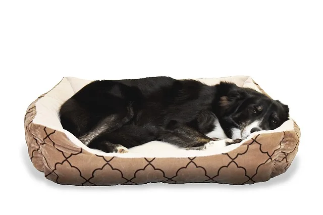 hund schläft im hundebett