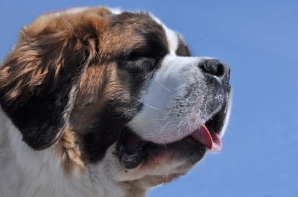 saint-bernard