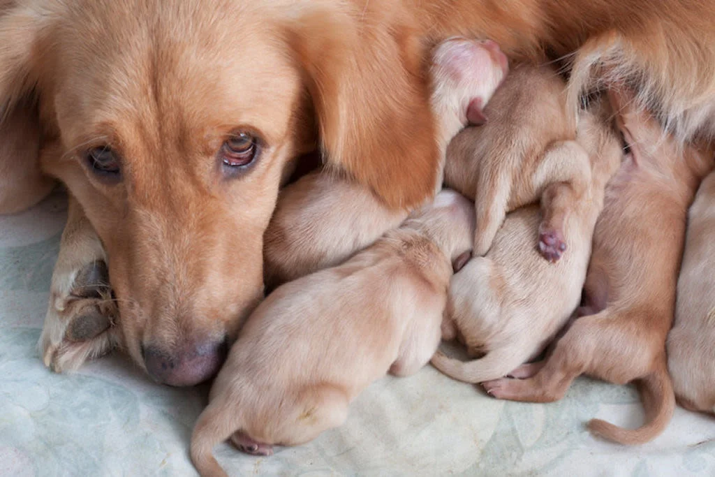 Tierarzt untersucht liegenden Hund