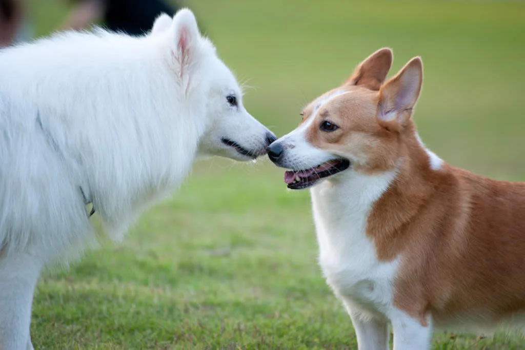Hundemutter umsorgt ihre neugeborenen Welpen