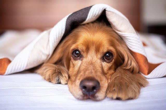 Hund pfeift beim Atmen: Ursachen, Symptome und Behandlung