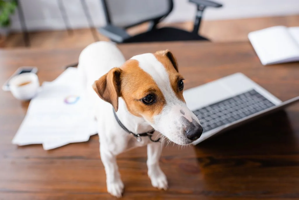 Hundeversicherung