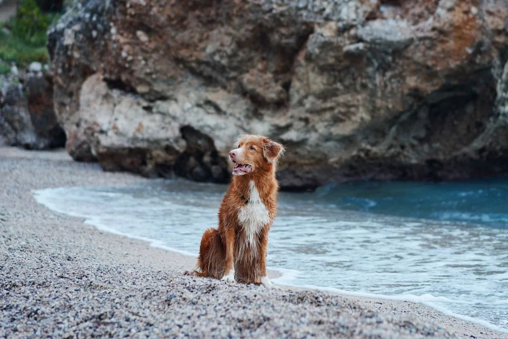 Hund am Strand