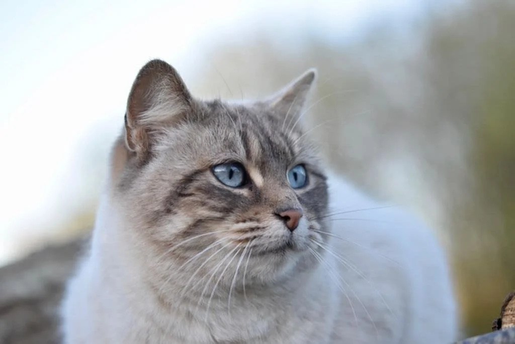 Wann ist meine Katze im richtigen Alter für Katzenbabys?