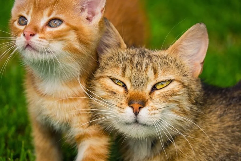 kitten-6479019 640