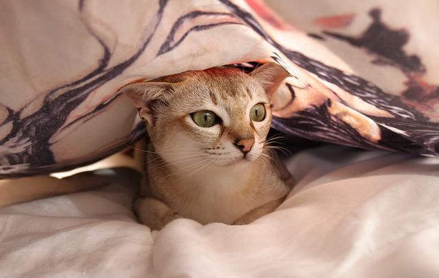 Katze schläft im Bett: Bedeutung, Vorteile & Risiken