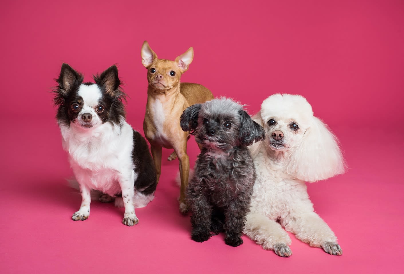 groupe de chiens