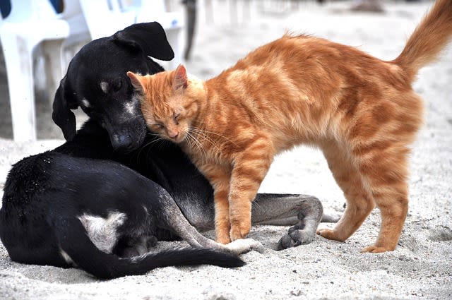 Herzwurm beim Hund und Katze: Symptome und Behandlung