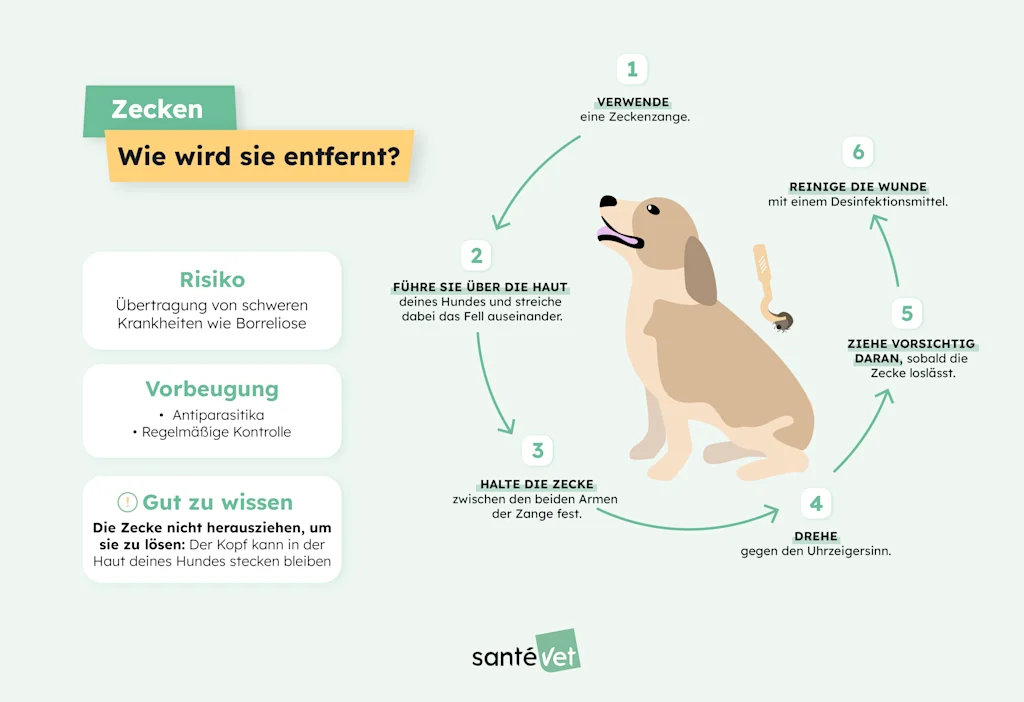 Zecken beim Hund