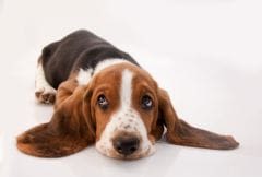 Haben Hunde ein Zeitgefühl? Hund und Katze allein zu Hause