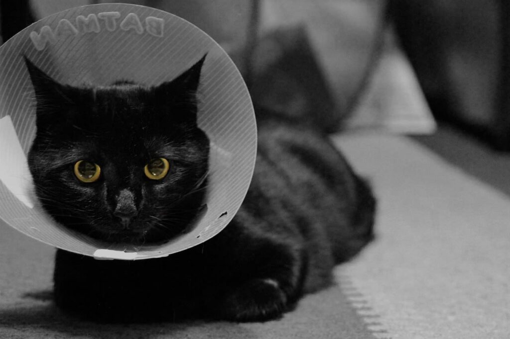 Halskrause für Katzen: Wann, wie lange und welche Alternativen?