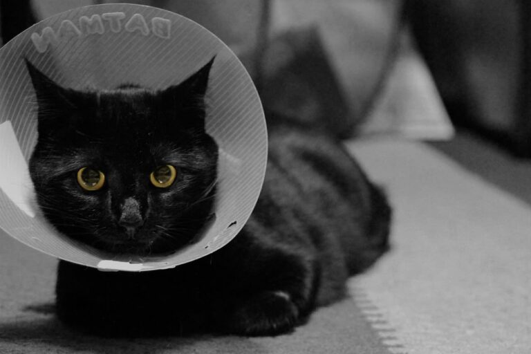 Halskrause für Katzen: Wann, wie lange und welche Alternativen?