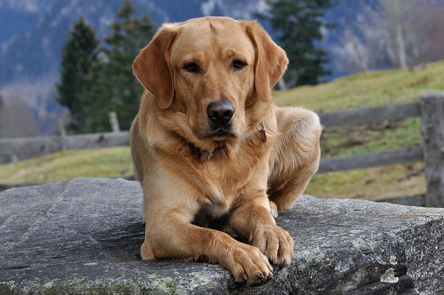 Liegeschwielen beim Hund am Ellbogen: was tun?