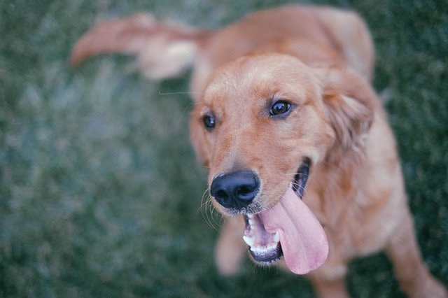 Schluckauf beim Hund: Ursachen & was tun?